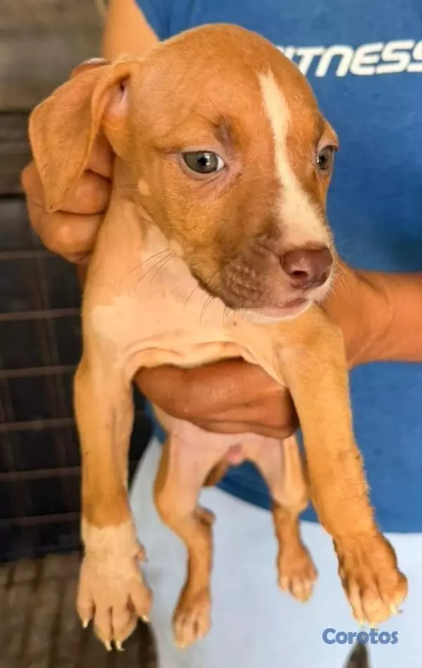 animales y mascotas - Hermosas cachorras American Pitbull Terrier en ven 7