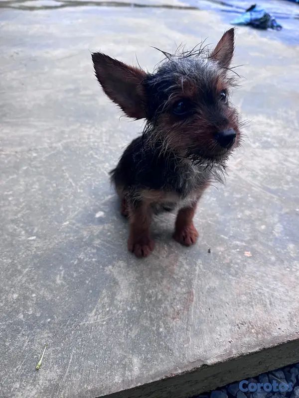 animales y mascotas - Oferta cachorro Yorkie macho pequeño  4
