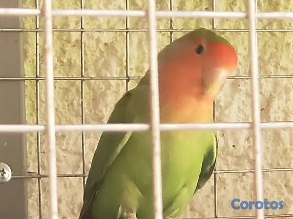 animales y mascotas - Inseparables, en venta 3