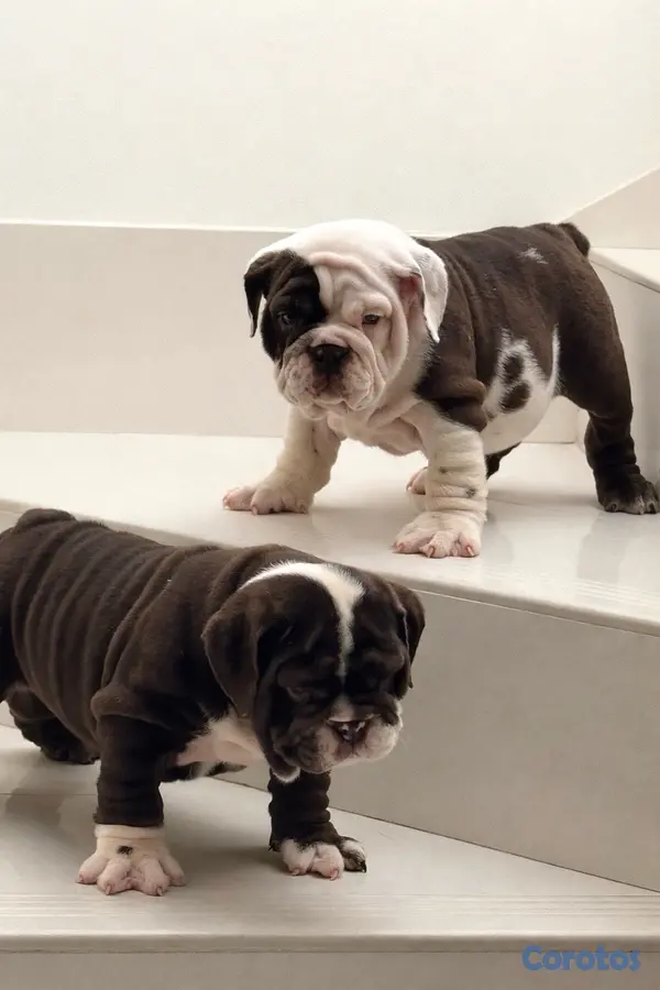 animales y mascotas - bulldog inglés  2