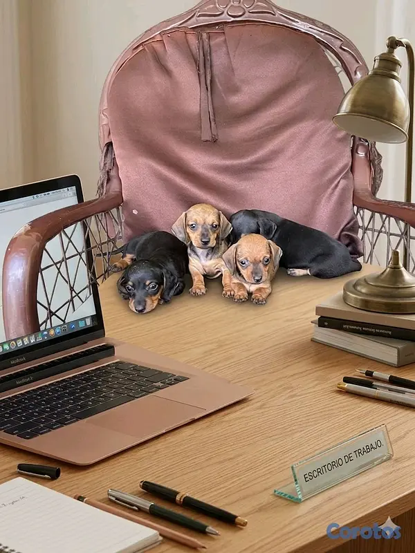 animales y mascotas - hermosos cachorritos de salchicha  6