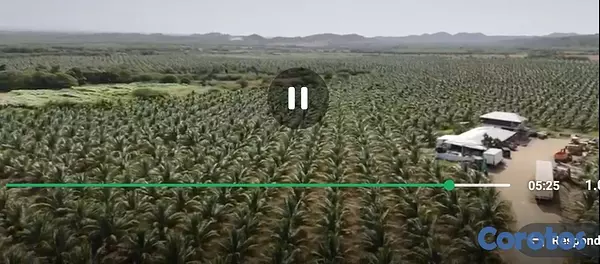 solares y terrenos - Finca de coco Enanos, Favor Solo cliente no broker 3