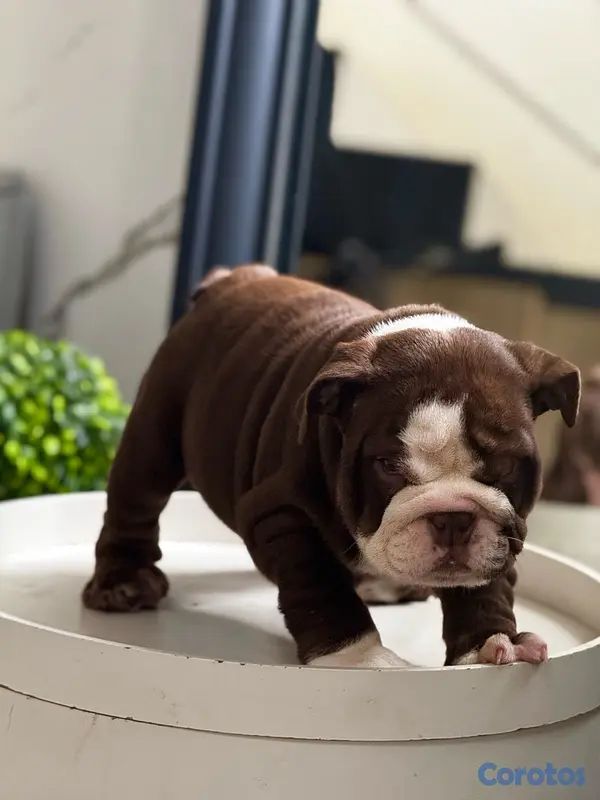 animales y mascotas - bulldog inglés  3