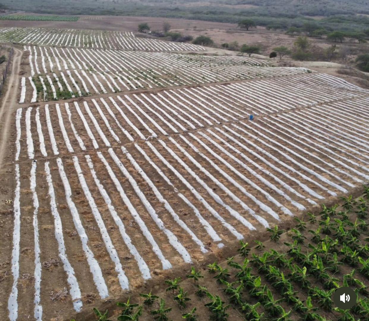 solares y terrenos - Terreno 4,000 Tareas en Amina, Mao 3