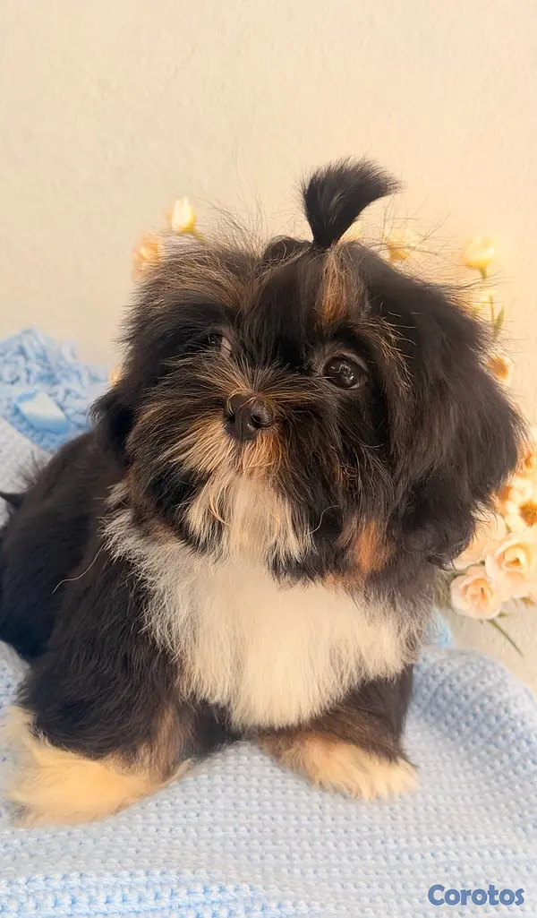 animales y mascotas - Shihtzu Macho  2