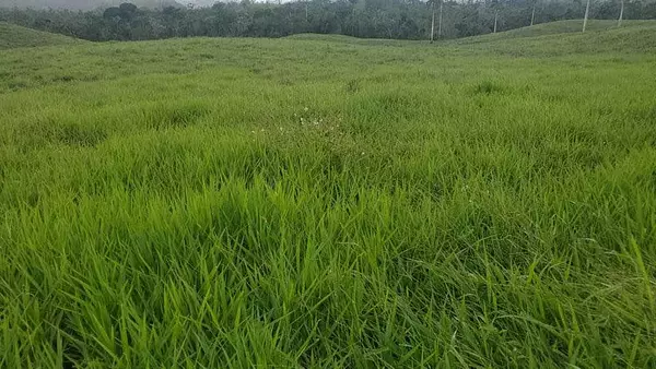 solares y terrenos - Finca de 4,480 tareas en Hato Mayor 2