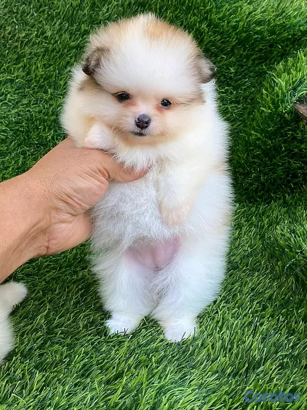 animales y mascotas - hermosos cachorritos pomerania mini  2