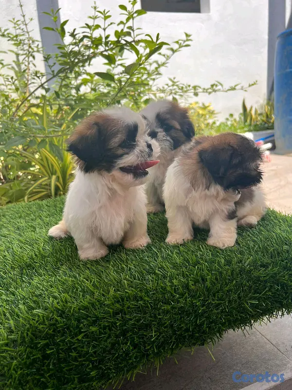 animales y mascotas - hermosos cachorritos shitzu toy 4
