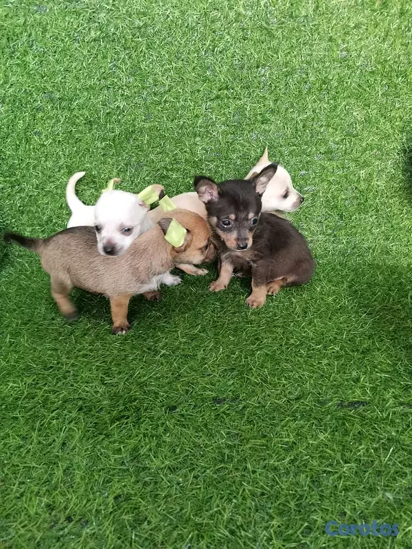 animales y mascotas - hermosos cachorritos de Chihuahua  2