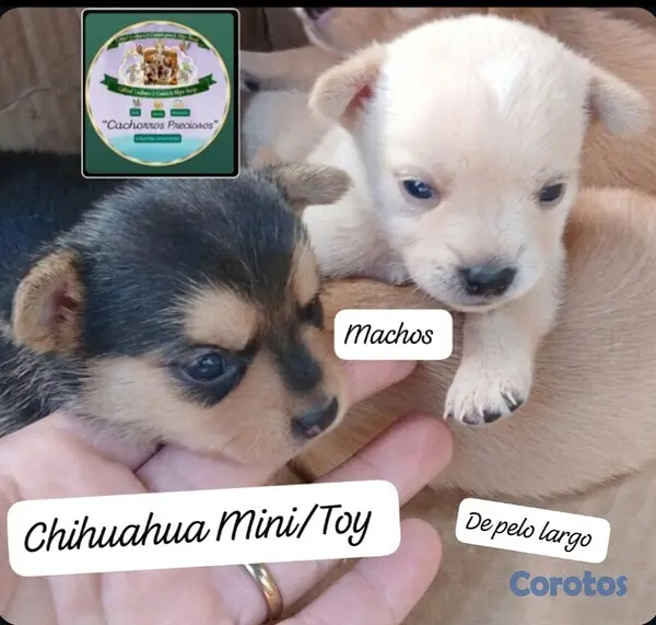 animales y mascotas - Chihuahua Mini de pelo largo  5