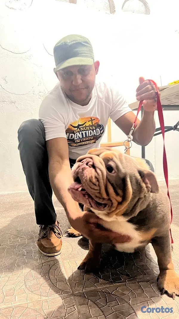 animales y mascotas - Bulldog ingles 2