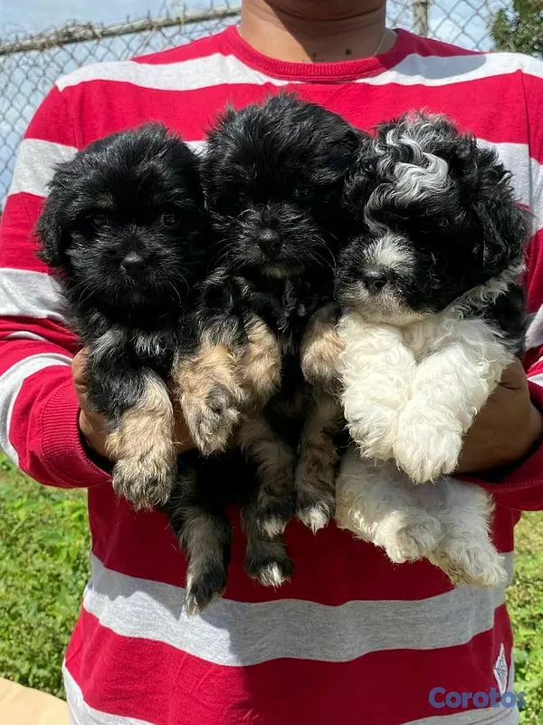 animales y mascotas - hermosos cachorritos de shipoo  3