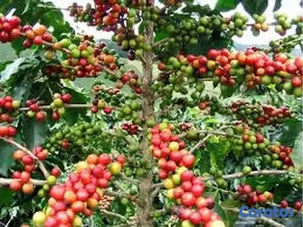 solares y terrenos - Vendo 6,000 Tareas Sembradas De Café 4