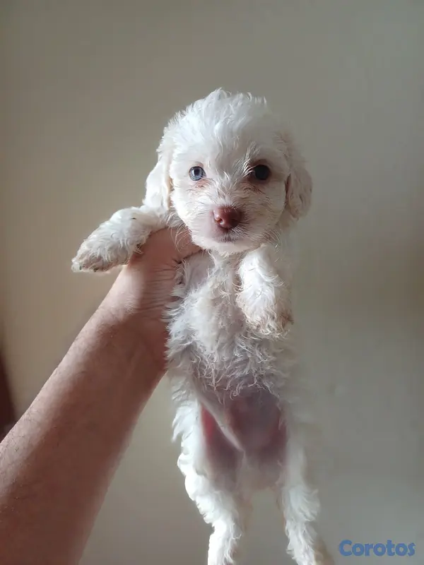 animales y mascotas - Shippo con Matilpoo RD$12,000 5