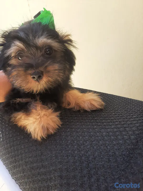 animales y mascotas - Cachorro Yorkie 6