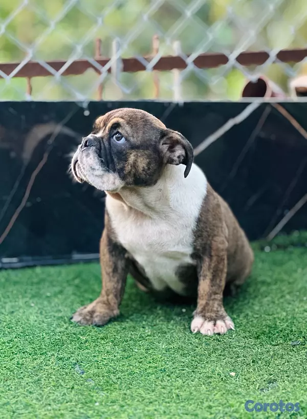 animales y mascotas - Bulldog ingles 3