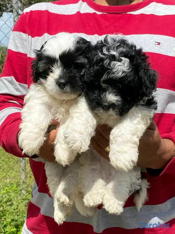 animales y mascotas - hermosos cachorritos de shipoo  4
