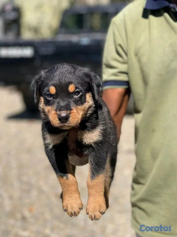 animales y mascotas - hermosos cachorritos rottwailer  2