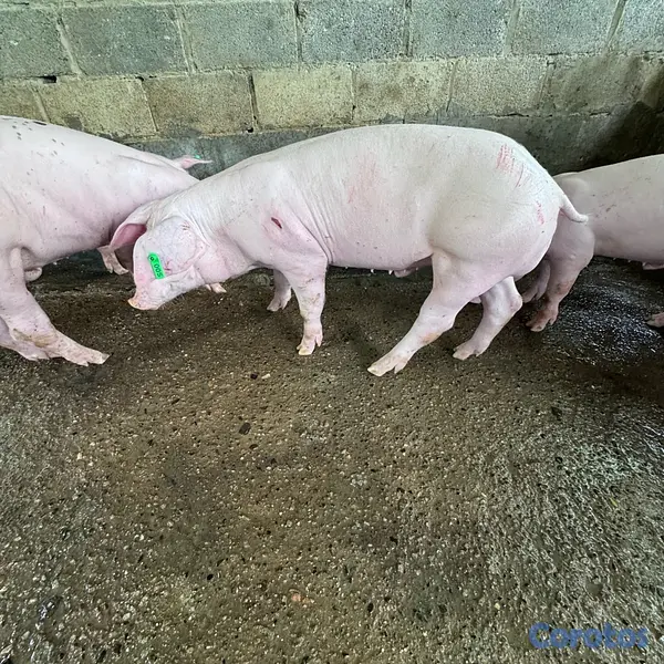 animales y mascotas - VENDO DOS VERRACOS (LANDRA) 4