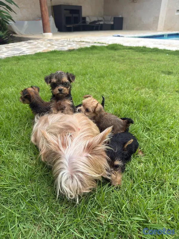 animales y mascotas - Yorkshire terrier linaje ruso  9