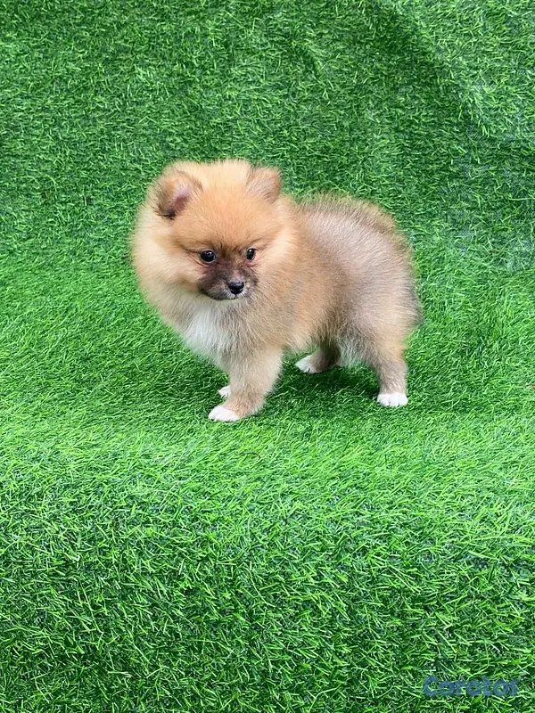 animales y mascotas - Hermosos cachorritos de pomerania mini  10