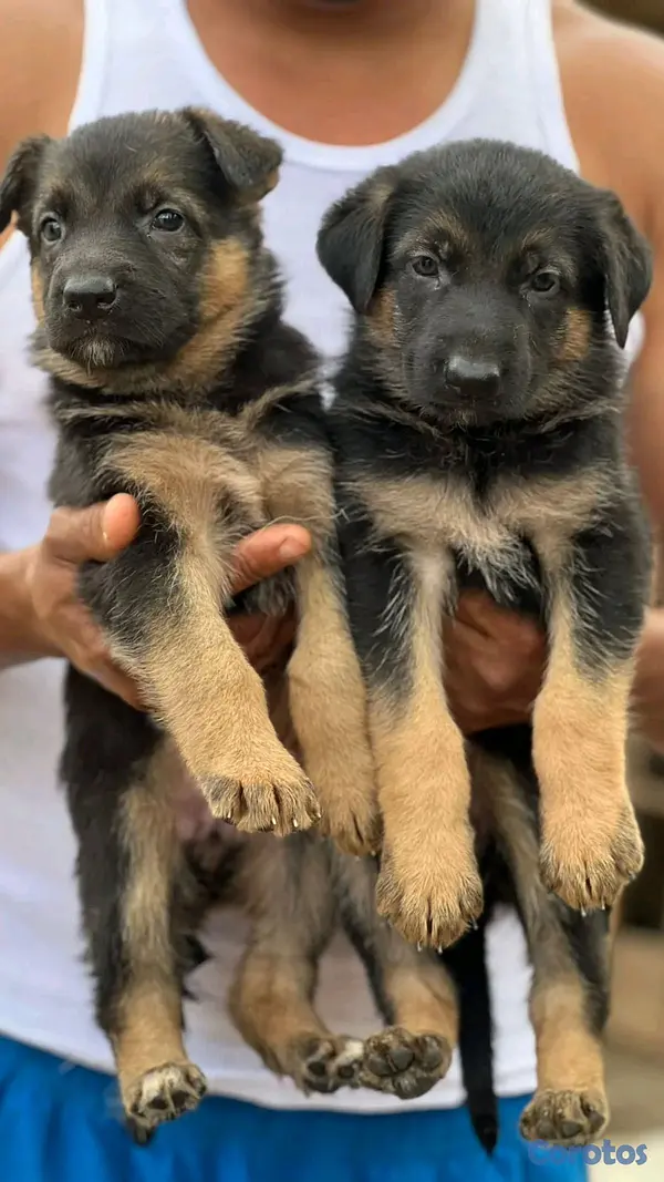 animales y mascotas - hermosos Cachorros de pastor alemán  4