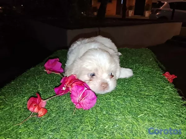 animales y mascotas - Shipoo Disponibles  7