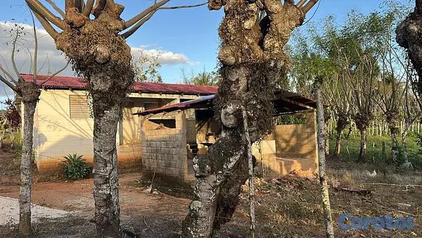 solares y terrenos - Finca 11,000 Tareas en Sábana de la Mar próximo a  2