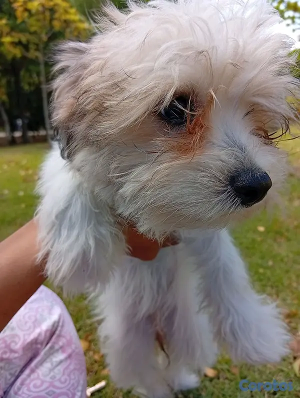 animales y mascotas - HERMOSA CACHORRITA SHIPOO🥰 2