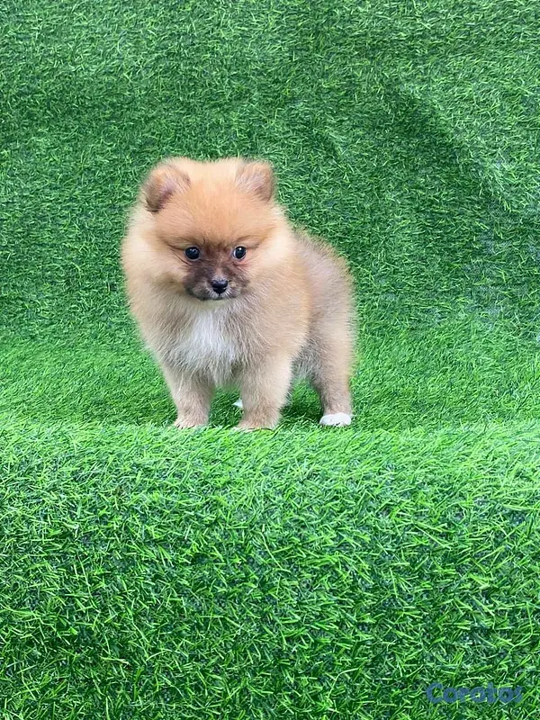 animales y mascotas - Hermosos cachorritos de pomerania mini  9