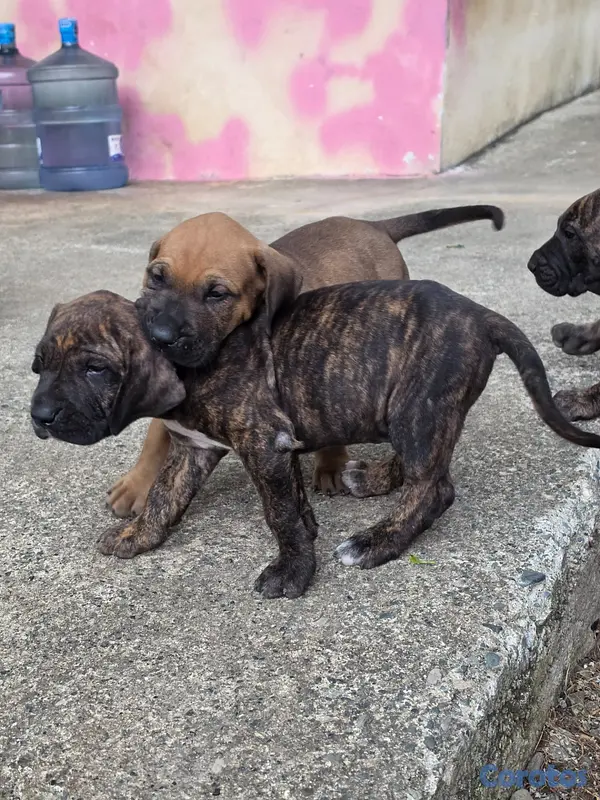 animales y mascotas - Fila brasileño  14