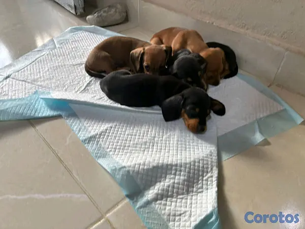 animales y mascotas - hermosos cachorritos de salchicha  6