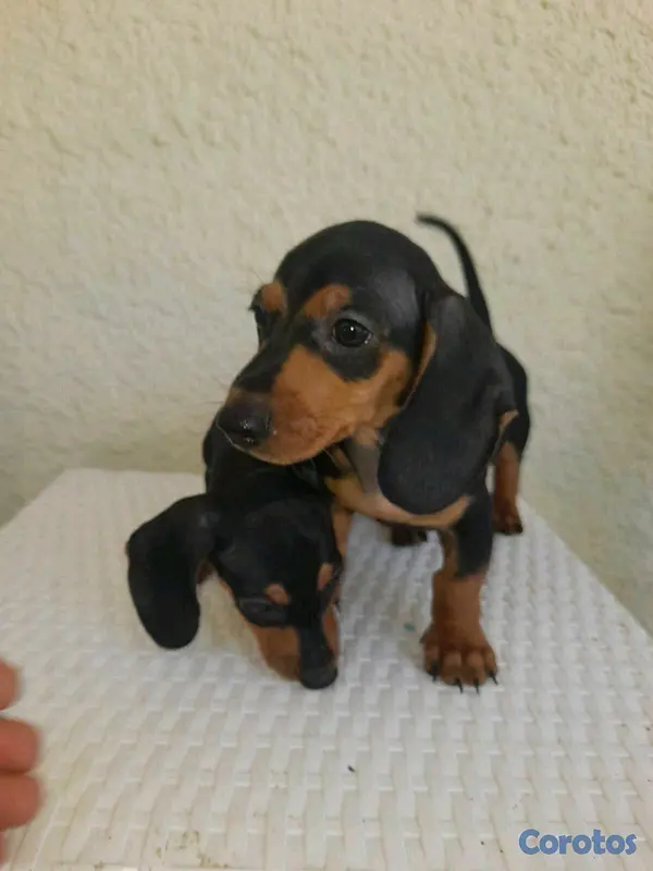animales y mascotas - hermosos cachorritos dochshund machos 
 2