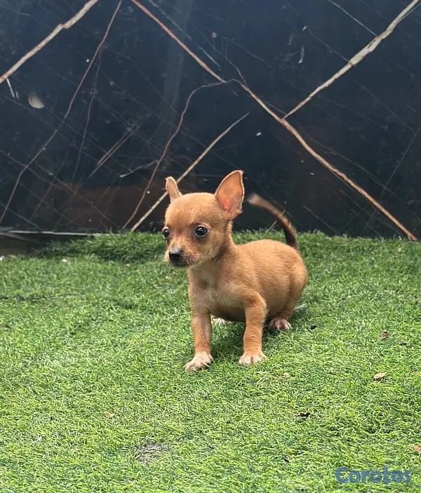 animales y mascotas - Chihuahua  2