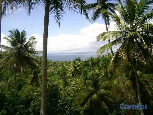 solares y terrenos - Terrenos con vista al mar 2