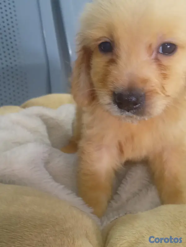 animales y mascotas - Golden Retrivers  5