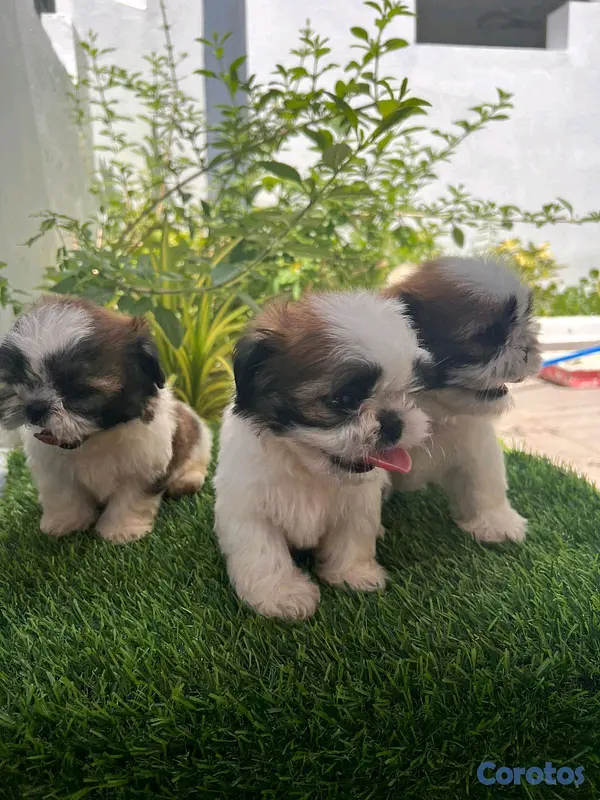 animales y mascotas - hermosos cachorritos shitzu toy 3