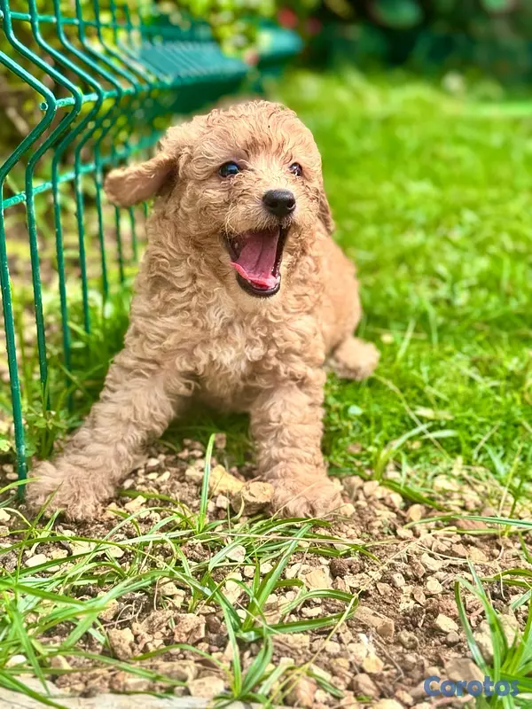 animales y mascotas - poodles toy  4