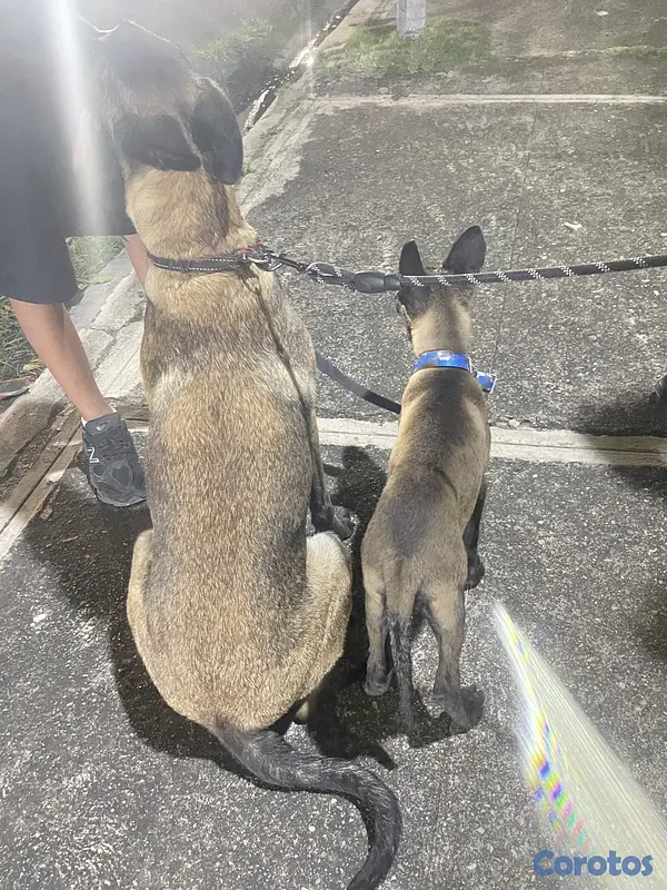 animales y mascotas - Pastor belga malinois  4