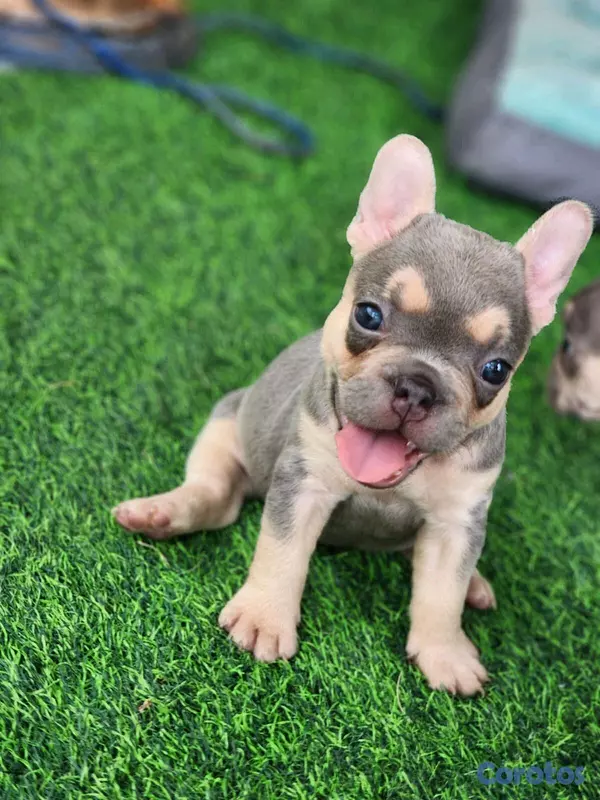 animales y mascotas - hermosos y adorables cachorritas buldog frances  4