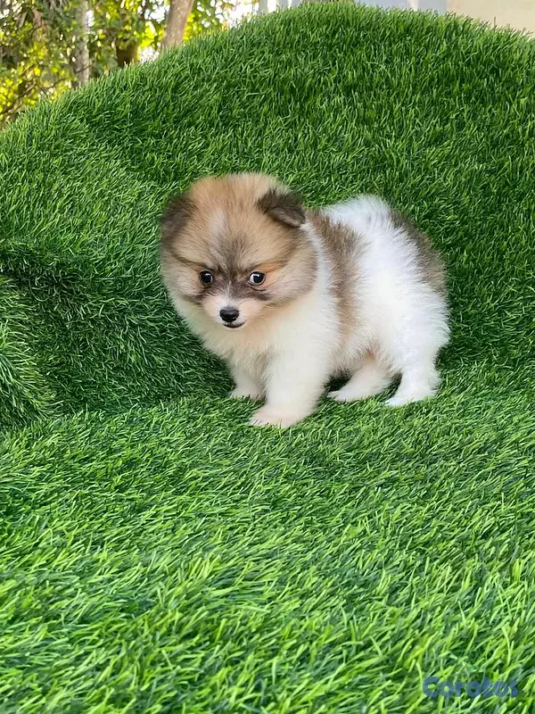 animales y mascotas - Hermosos cachorritos de pomerania mini  11