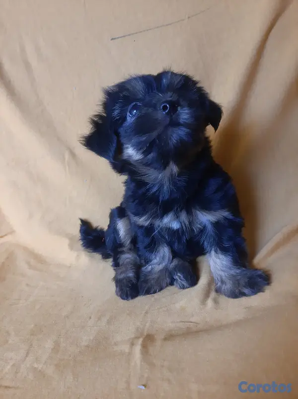 animales y mascotas - Yorshine  13 mil macho 2