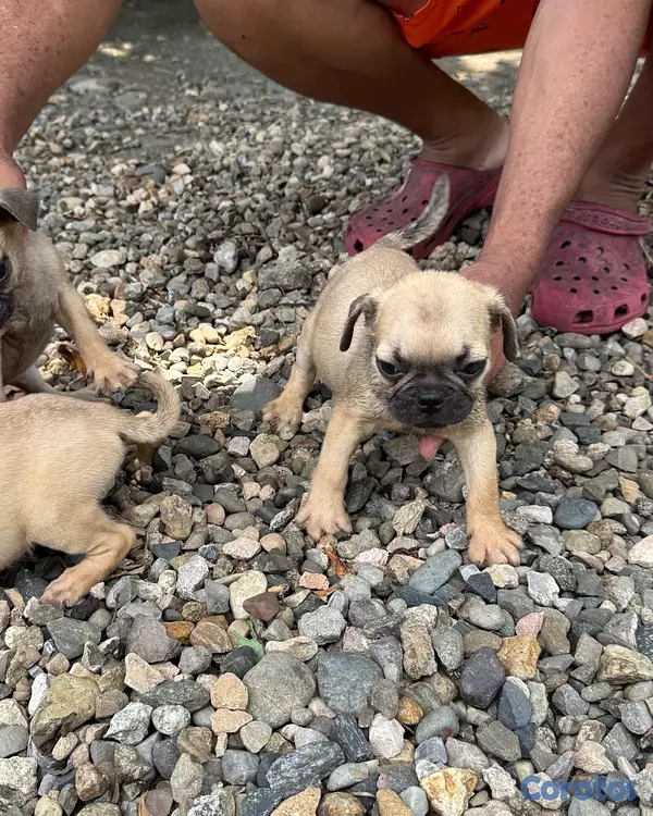 animales y mascotas - pug 4