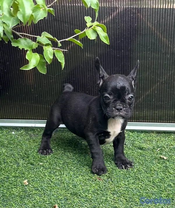 animales y mascotas - variedad de cachorro  9