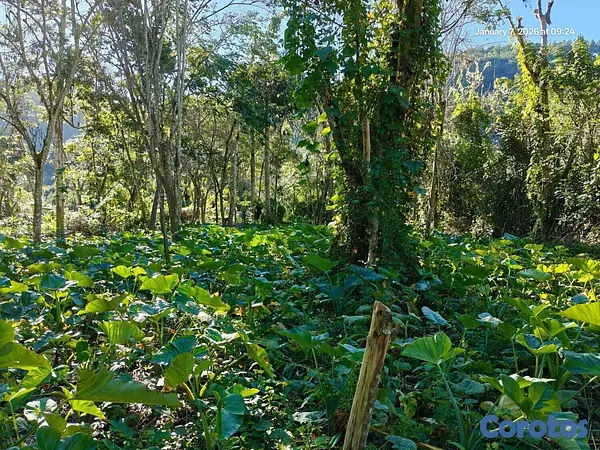 solares y terrenos - Oportunidad: Finca Con Boca De Río. Buena Para Cos 5