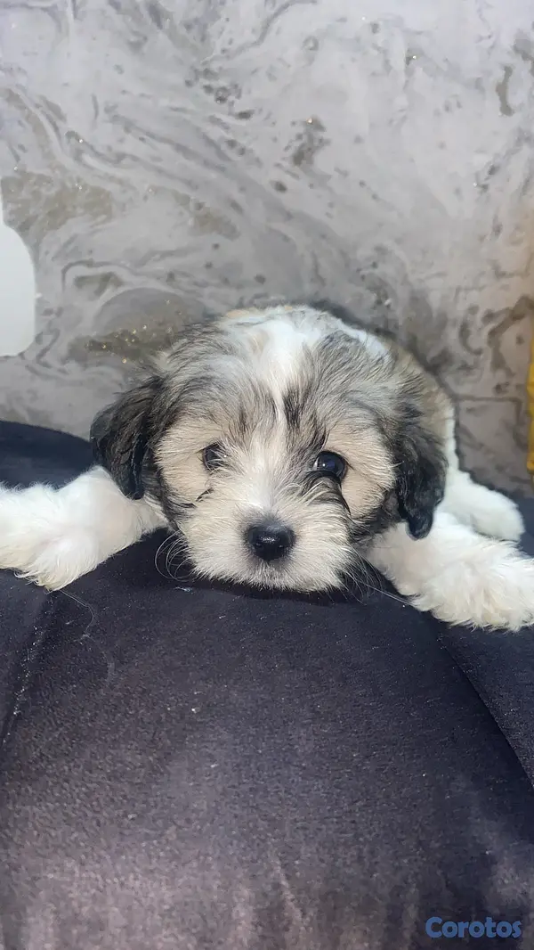 animales y mascotas - vendo cachorros Shitzu con pudulf  5
