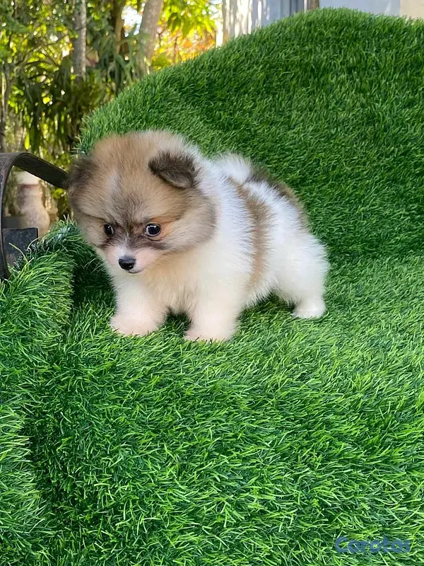 animales y mascotas - Hermosos cachorritos de pomerania mini  12