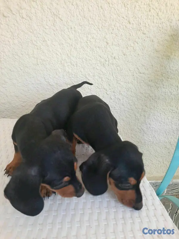 animales y mascotas - hermosos cachorritos dochshund machos 
 6