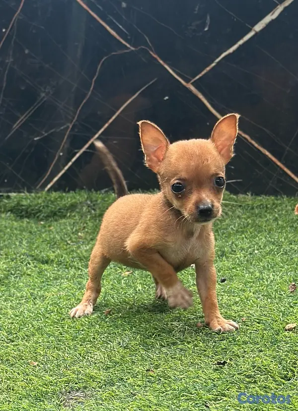 animales y mascotas - Chihuahua  3