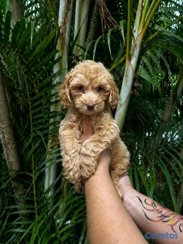 animales y mascotas - hermosos cachorrritos golden doodle  5